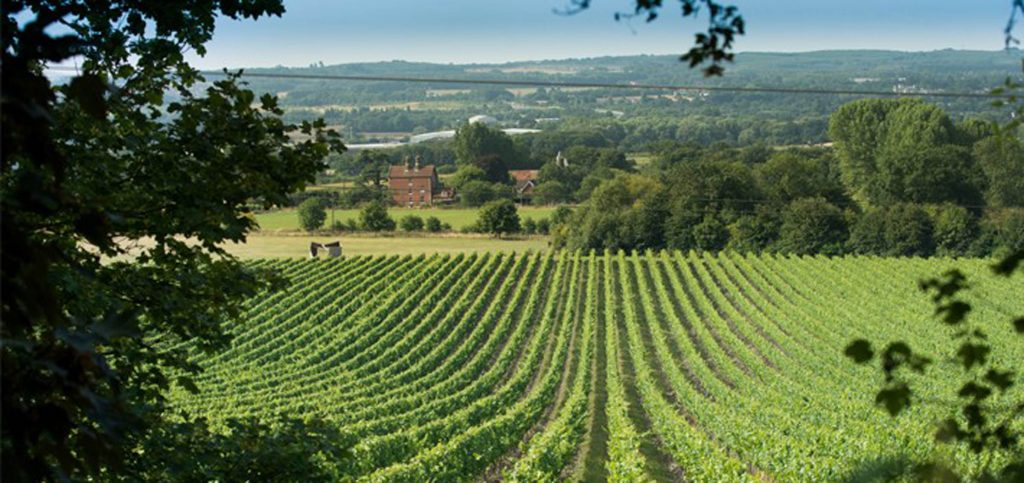 Chapel Down Vineyard